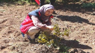 Hisarcık’ta sebze ekili alanlar ve meyve ağaçları dondan zarar gördü