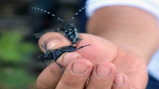 Muğla’da ilk defa görüldü, ekipler alarma geçti