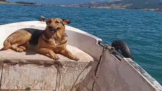 Tokat’ta sevimli köpeğin sandal turu gülümsetti