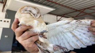 Türkiye’de nadir görülen peçeli baykuş, Antalya’da evin bahçesinde bulundu