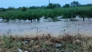 Hasada gün sayan üzüm bağlarını dolu vurdu