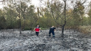 Hendek’te ormanlık alanda yangın