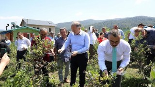 Mavi Yemişte Hasat Başladı