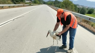 Yol kenarında yaralı halde bulunan leylek tedavi altına alındı