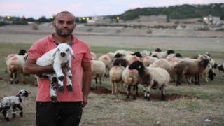 Hayvan yetiştiricileri, hayvanlarının çobanlığını da kendileri yapıyor