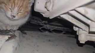 Aracın motor bölmesine giren kedi kurtarıldı