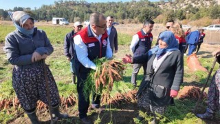 Denizli’de bu yıl 5 bin ton havuç hasat edilecek