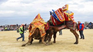 Efeler’deki deve güreşi festivali ertelendi