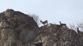 Koruma altındaki yaban keçileri Tunceli’de görüntülendi