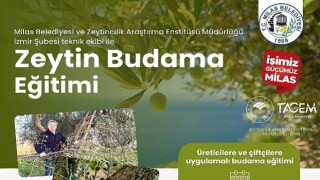 Milas Belediyesi Çiftçilere Uygulamalı Zeytin Budama Eğitimi Verecek