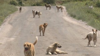 Belediyelere tarihi ceza: Her hayvan için 71 bin 965 lira