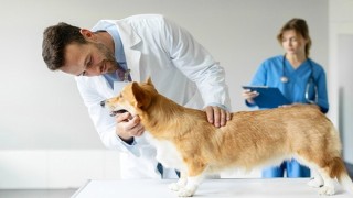 Boehringer Ingelheim’dan Veteriner Hekimlere Yönelik Araştırma