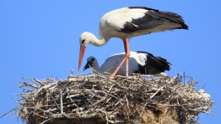 Yaren leyleği kıskandıracak Leylek Köyü