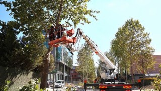 Alikahya Tramvay Hattı’nda ağaçlar budanıyor