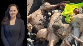 Merkez Sağ Parti Samsun İl Başkanı Kocabay'dan Vicdanları Yaralayan Olaya Sert Tepki