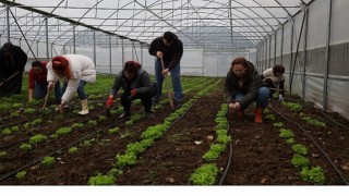 Burası Kocaeli: Kadın ve gençler, Büyükşehir’le tarıma kazandırılıyor