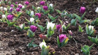 Osmangazi’de 2026 Yılında 470 Bin Çiçek Toprakla Buluşacak