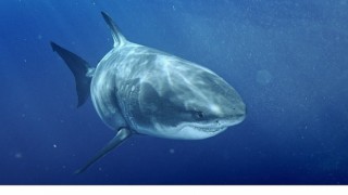 'Dünyanın En Büyük Köpekbalıkları’, 12 Temmuz Pazar Saat 20.00’de National Geographic WILD Ekranlarında İzleyicilerle Buluşuyor!
